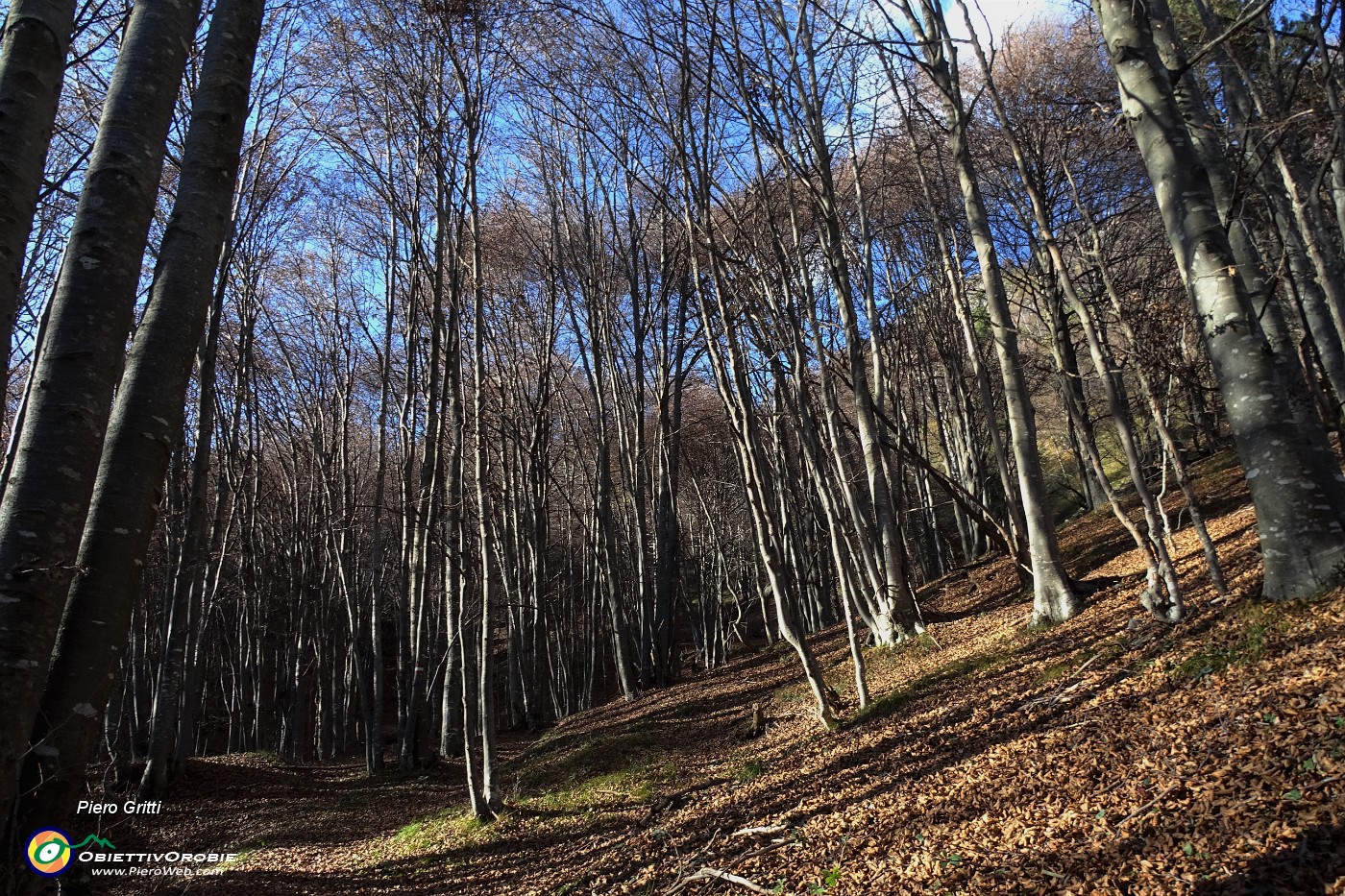 18 Nel bosco di prevalente faggeta.JPG